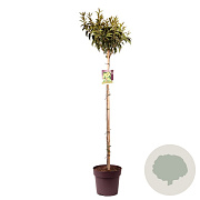 Prunus l. 'Angustifolia' 100 cm stam 13L