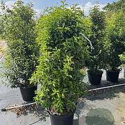 Prunus l. 'Angustifolia' 125-150 cm 35L