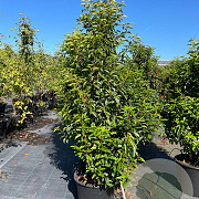 Prunus l. 'Angustifolia' 140-160 cm 30L