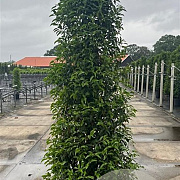 Prunus l. 'Angustifolia' 200-225 cm 30L