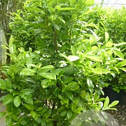 Prunus I. 'Rotundifolia' 175-200 cm 50L