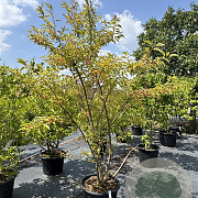 Prunus subh. 'Autumnalis Rosea' 200-225 cm 50L meerstammig