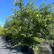 Prunus subh. 'Autumnalis Rosea' 250-300 cm cont. 110L meerstammig