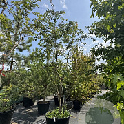 Prunus subh. 'Autumnalis Rosea' 300-350 cm cont. 160L