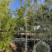 Prunus subh. 'Autumnalis' 12-14 cm 50L