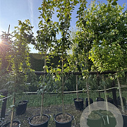 Prunus ser. 'Kanzan' 10-12 cm 50L