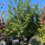 Prunus ser. 'Kanzan' 300-350 cm cont. 110L meerstammig