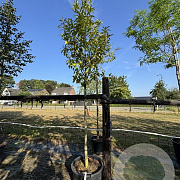 Prunus l. Genolia 12-14 HO cont. 80L leiboom