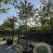 Prunus 'Umineko' 14-16 HO cont. 110L 180 cm stam leiboom