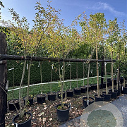Prunus serrulata 200-250 cm 30L