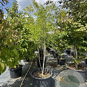Ptelea trifoliata 250-300 cm cont. 110L meerstammig