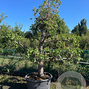 Pyrus c. 'Conference' 200-250 cm cont. 230L solitair
