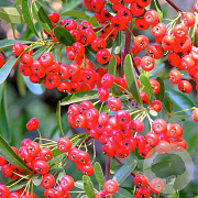 Pyracantha cocc. 'Red Cushion' 100-125 cm 50L