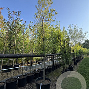 Quercus ilex 14-16 cm cont. 110L