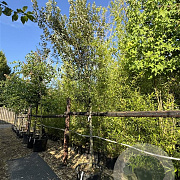 Quercus ilex 16-18 cm cont. 80L