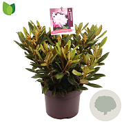 Rhododendron (Y) 'Carol. Allbrook' 30-35 cm 5,0L