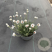 Rhodanthemum 'Casablanca' GM 2,0L