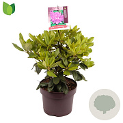 Rhododendron 'Catawb. Boursault' 30-40 cm 5,0L