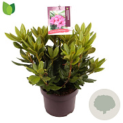 Rhododendron 'Cosmopolitan' 30-40 cm 5,0L