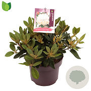 Rhododendron (Y) 'Dreamland' 25-30 cm 5,0L