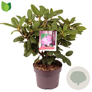 Rhododendron 'Germania' 30-40 cm 5,0L