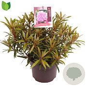 Rhododendron (AP) 'Graziella' 30-35 cm 5,0L