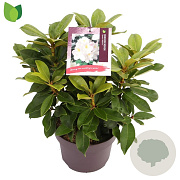 Rhododendron 'Gomer Waterer' 30-40 cm 5,0L