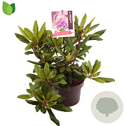 Rhododendron 'Marcel Menard' 30-40 cm 5,0L