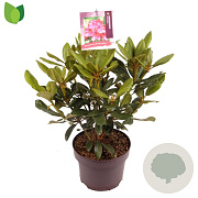 Rhododendron 'Nova Zembla' 30-40 cm 5,0L