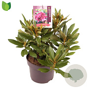 Rhododendron (P) 'Polarnacht' 30-40 cm 5,0L