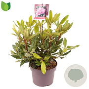 Rhododendron pont. 'Roseum' 30-40 cm 5,0L