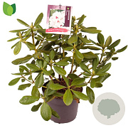 Rhododendron (AC) 'Schneeauge' 30-40 cm 5,0L