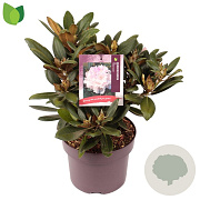 Rhododendron (Y) 'Silberwolke' 30-35 cm 5,0L