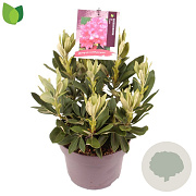 Rhododendron (Y) 'Sneezy' 30-35 cm 5,0L
