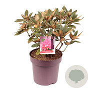 Rhododendron 'Vollblut' 50-60 cm 13L
