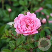 Rosa (P) 'The Fairy' 15-20 cm P13