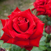 Rosa (T) Ingrid Bergman 30-40 cm 7,5L