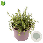 Rosmarinus off. 'Capri' 20-25 cm 2,0L