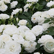 Rosa (F) Schneewittchen 90 cm stam container