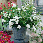 Rosa (M) 'White Fairy' 15-20 cm P13