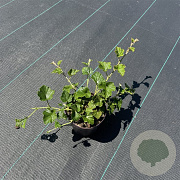 Rubus 'Betty Ashburner' 30-40 cm P13