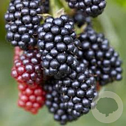 Rubus frut. 'Navaho' 40-60 cm 7,5L