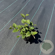 Rubus tricolor 40-50 cm C1.2