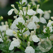 Salvia micr. 'Gletsjer' GM P9