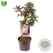 Sambucus nigra Black Tower 60-80 cm 7,5L
