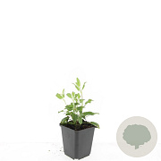 Salvia nem. 'Caradonna' GM P9