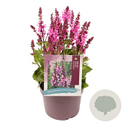 Salvia sylv. 'Rose Marvel' GM 2,0L