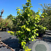 Sinocalycanthus raul. 'Hartage Wine' 175-200 cm cont. 80L meerstammig
