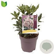 Skimmia j. Rubesta Jos 15-20 cm P13