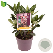 Skimmia j. 'Rubella' 15-20 cm P13